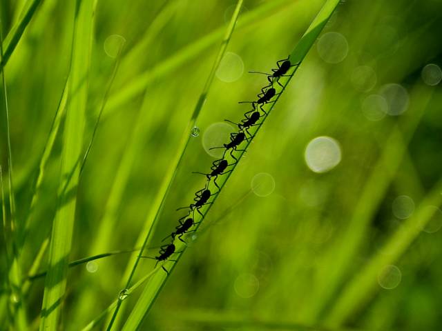 voluptatem soluta